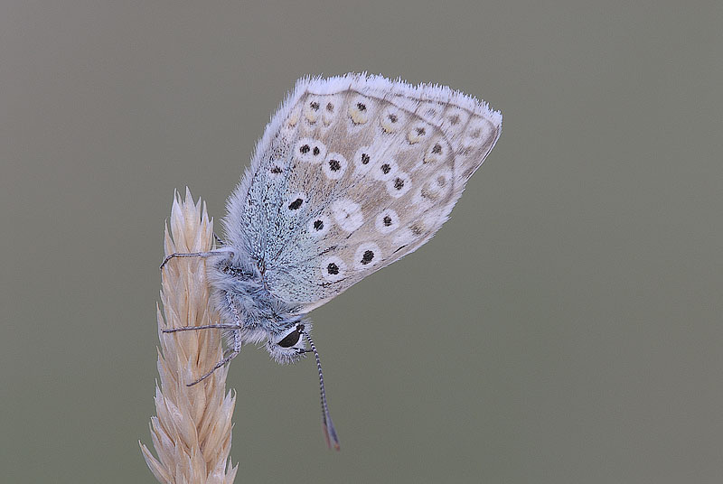 Male Common Blue Butterfly